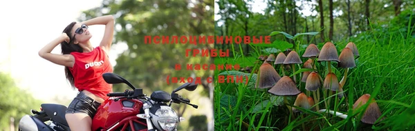 PSILOCYBIN Балахна